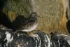 Purple Sandpiper at Southend Pier (Martin Cracknell) (75789 bytes)
